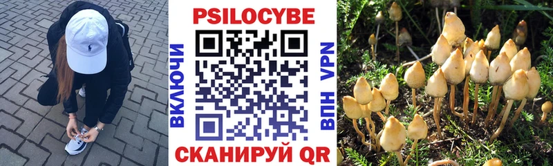 цена   Павловская  mega маркетплейс  Псилоцибиновые грибы мицелий 